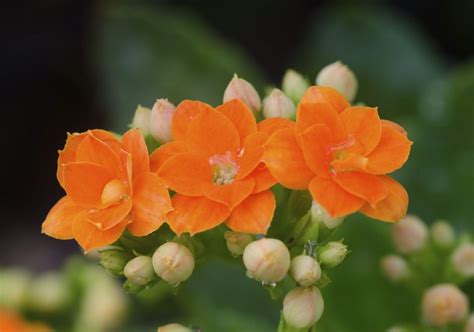 When Does Kalanchoe Bloom - Tips On Getting Kalanchoe To Bloom Again ...