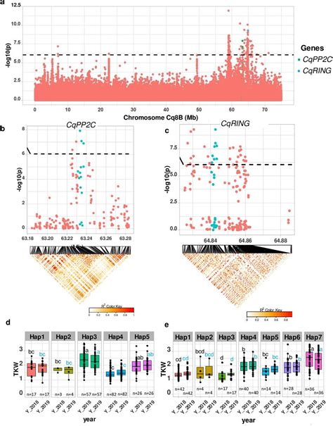 Genome Wide Association Study In Quinoa Reveals Selection Pattern