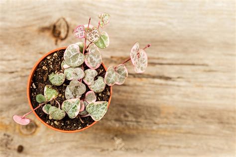 Ceropegia woodii o planta collar de corazones cuidados Guía completa