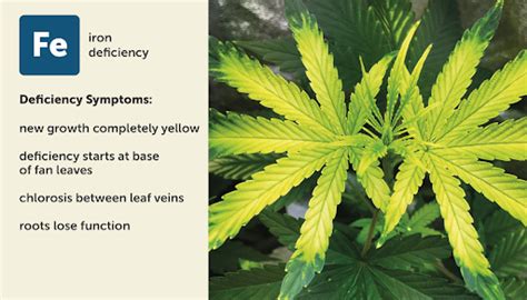 Most Common Cannabis Deficiencies Cannabis Seeds Humboldt Seed Company