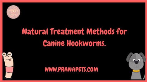 Natural Treatment Methods for Canine Hookworms | Prana Pets