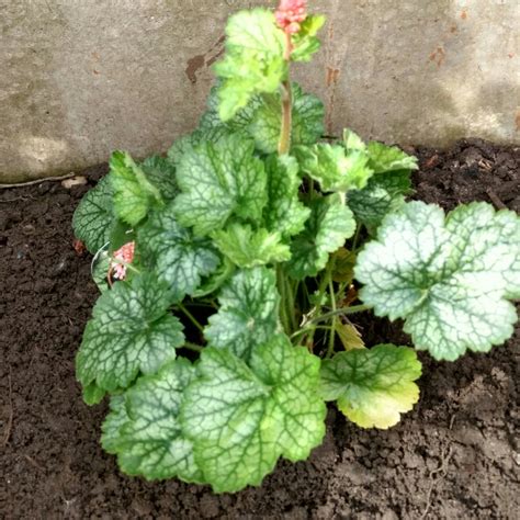 Heuchera 'Little Cutie Peppermint', Alumroot 'Little Cutie Peppermint ...