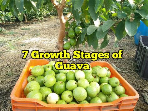 Growth Stages Of Guava Life Cycle