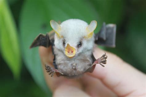 Photos Of Adorable Bats Nature Babamail