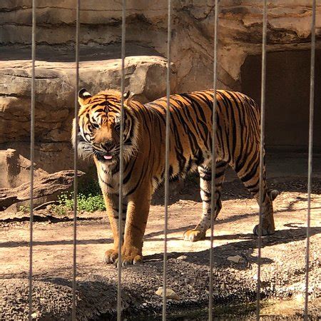 Cameron Park Zoo (Waco) - 2018 All You Need to Know Before You Go (with