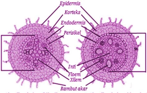Struktur Akar Monokotil – Studyhelp