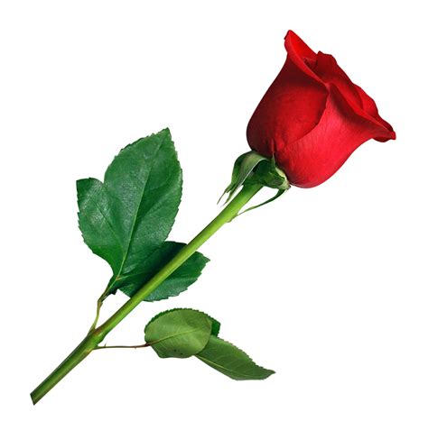 Free Rose Png Download Free Rose Png Png Images F Nbkomputer