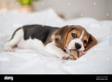 Cutest Beagle Puppy Ever