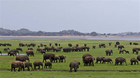 Safari Tours In Sri Lanka Beyond Getaways Travels