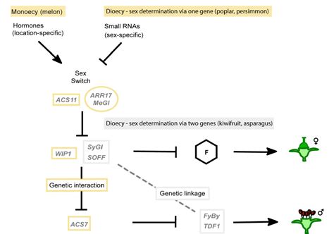 Figure From The Diversity And Dynamics Of Sex Determination In Dioecious Plants Semantic Scholar
