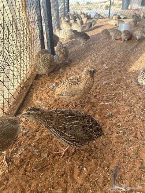 سمان بياض انتاج البيض ممتاز بيض السمان موقع حراج