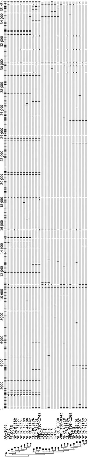 Multiple Sequence Alignment For Hadv Prototype Strain Av The