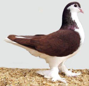 Carneau Pigeon Origin Characteristics Uses Photo