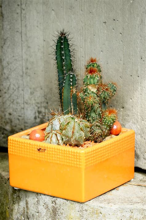 Creating a Cactus Garden in a Container