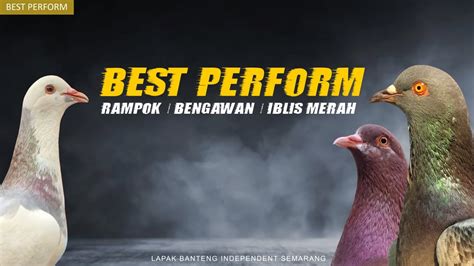 Best Perform Rampok Bengawan Iblis Merah Youtube