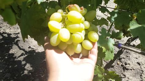 Виноград на 5 августа, урожай Преображения, лучший сорт для продажи ...