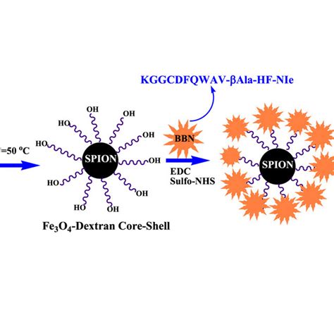 Schematic Of The Conjugation Of Dextran Coated Iron Oxide Nanoparticles