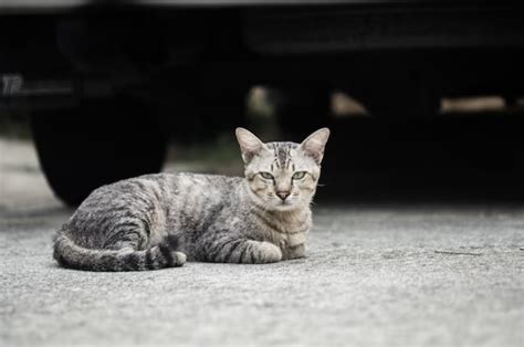 normal cat behavior unveil feline mysteries
