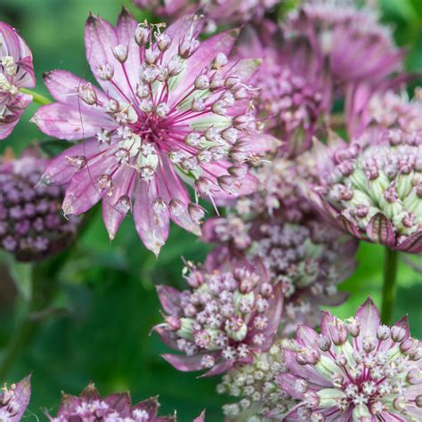 Starry Sky Garden🥰astrantia Major Seeds