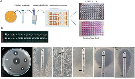 Pdf Direct Identification And Susceptibility Testing Of Off