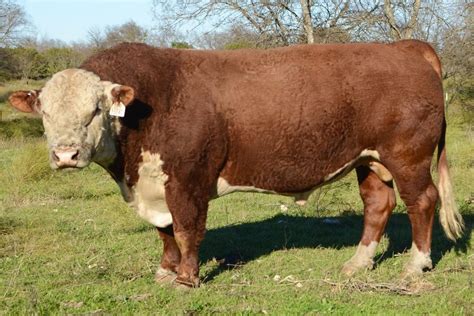 Polled Hereford Calf