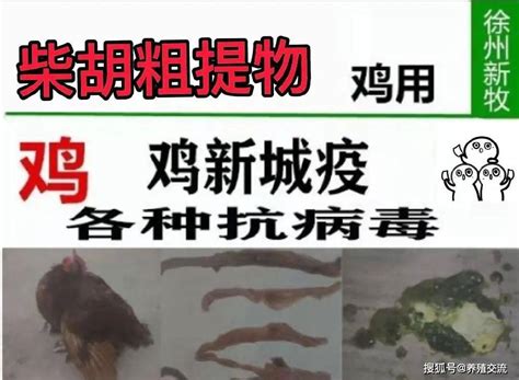 鸡新城疫用什么药好得快 鸡新城疫最全解剖图谱 鸡得了新城疫的症状和图片治疗流感混合