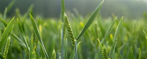 Wheat Fertiliser Recommendations Crop Nutrition Programmes Yara Uk