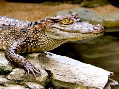 Зеленый крокодил (55 фото) Описание вида. Характеристики с фото