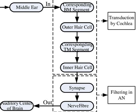 Block Diagram Showing The Transmission Pathway Of Human Auditory System