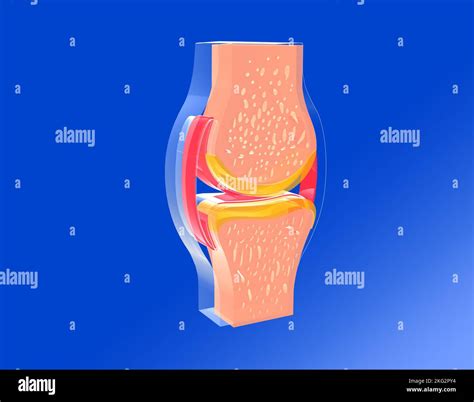 D Ilustraci N De Una Articulaci N Sinovial Vista Desde El Frente