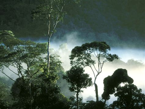 Animals Plants Rainforest Tropical Rainforest Animals And Plants