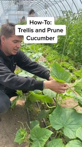 How To Prune And Trellis Cucumbers For A Llong Healthy Life Of