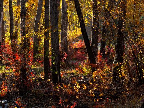 Wallpaper Sunlight Landscape Fall Nature Grass Branch Evening Canada Alberta Birch