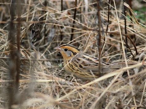 Leconte S Sparrow Ebird