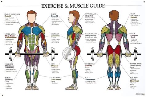 Back Muscles Anatomy Chart / "MUSCULATURE : Body Building Anatomy Chart Print" Posters ... / Six ...