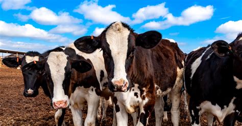 Practical Farm Management Software For Dairy Farmers Agnote
