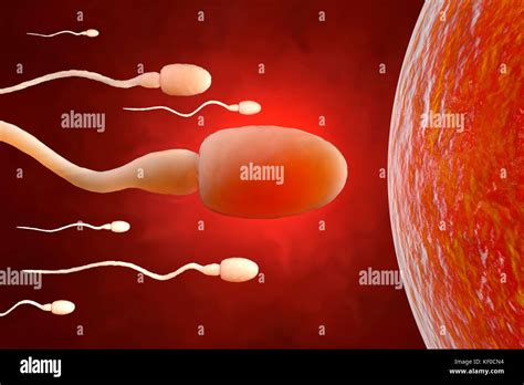 Sperm And Egg Cell Meet