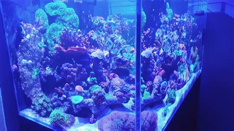 aquarium recifal blue marine après 11mois de mise en eau YouTube