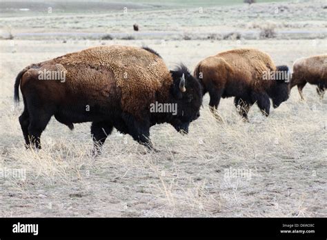 Yellowstone bison roaming the plains Stock Photo - Alamy