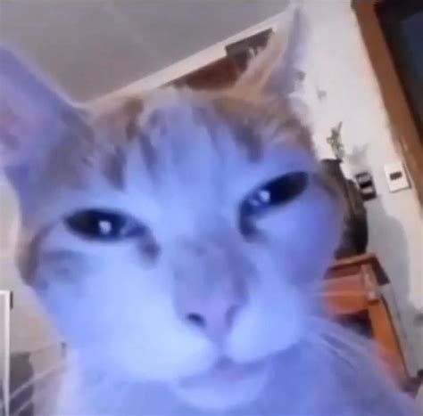 25 Funni Cat Ideas In 2024 Silly Cats Pictures Funny Cute Cats