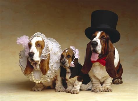 Basset Hound Dressed Up - 1280x945 Wallpaper - teahub.io