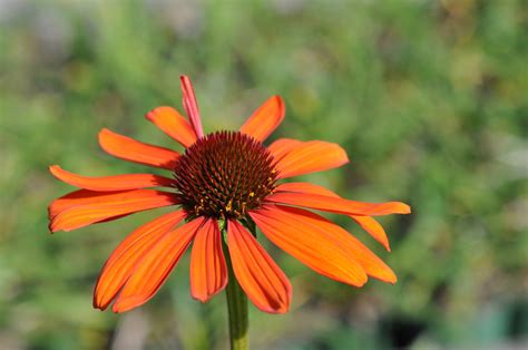 Sonnenhut Tiki Torch Echinacea Purpurea Wyss Shop