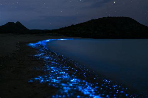 La Bioluminescence Au Costa Rica Costa Rica Voyage