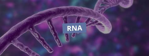 O Que Significa R N A - O que é RNA e qual a sua função - Cursau Educação - Blog