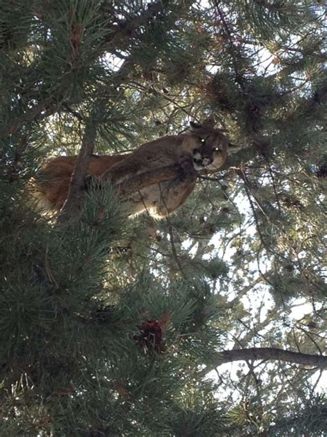 Wyoming Mountain Lion Hunting Best Of The West Outfitters