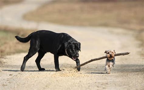 how to tell how big a dog will be