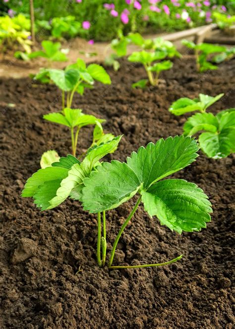 Premium Photo | Young strawberry seedlings grow on a strawberry patch