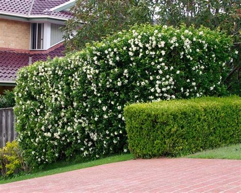 murraya paniculata hedge - Google Search | Front garden design, Small ...