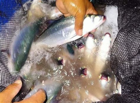 Bfar Continues To Supply Bangus Fry Fingerlings To Fisherfolk