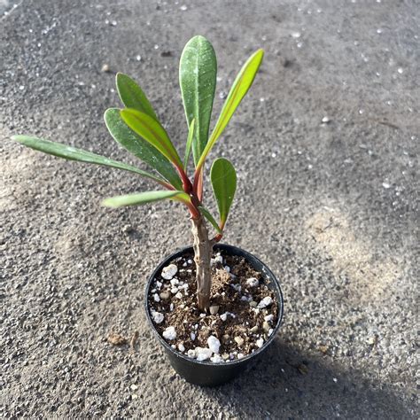 Euphorbia Tardieuana Serres Lavoie